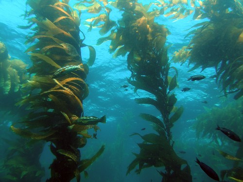 alghe kelp